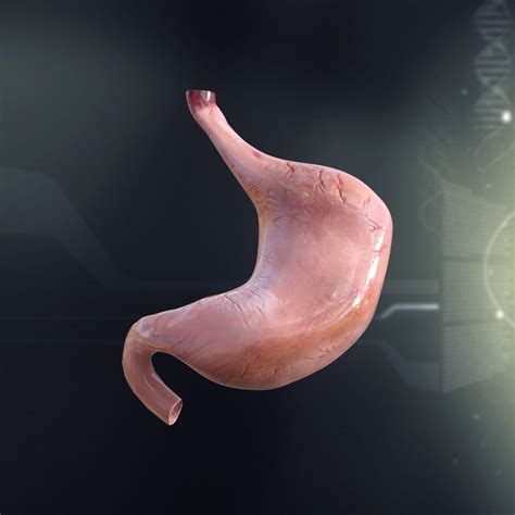 Lightwave Human Stomach Anatomy