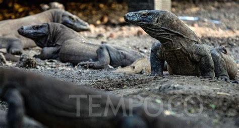 Heboh Pembangunan Di Pulau Rinca Begini Sebaran Komodo Di Taman Nasional Sukabumi Update