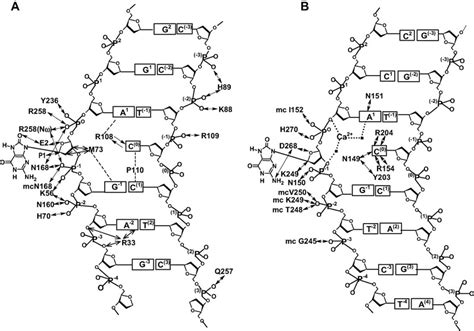 Schematic representation of interactions between the DNA phosphate ...