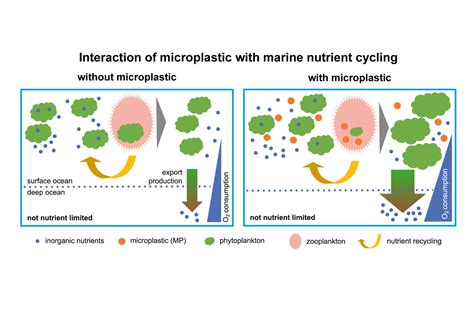 Progressive Charlestown Microplastics Affect Global Nutrient Cycle And