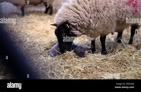 Sheep Giving Birth During Lambing Season Stock Video Footage Alamy