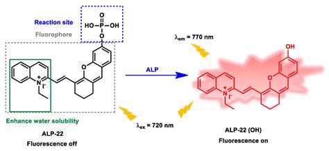 fluorescent probes  cellulo recognitions  alkaline phosphatases