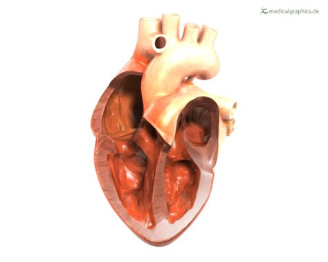 MedicalGraphics - Drawing Heart with opened ventricles and atria - no ...