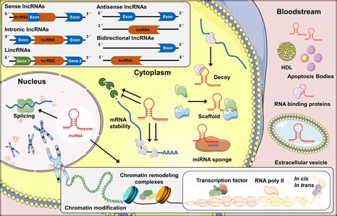 Frontiers Emerging Role Of Lncrnas In Osteoarthritis An Updated Review