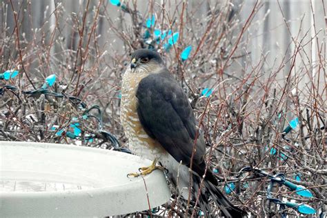 Hawks In Alaska 6 Species With Pictures Golden Spike Company