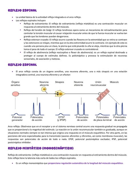 Resumen refeljos espinales pdf Reflejo espinal La unidad básica de la