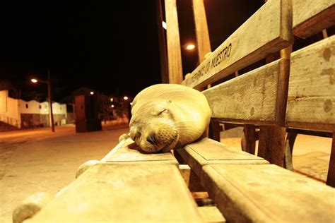 Sea Lion Galapagos Asleep My - Free photo on Pixabay