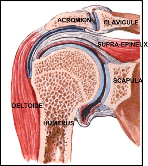 Anatomie de l épaule Centre Epaule Main de Besançon chirurgie