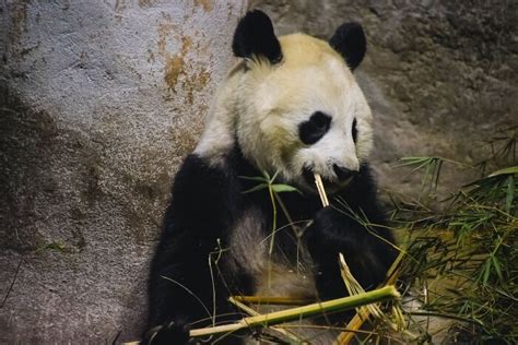 31 Facts About Pandas To Confirm Their Cuteness Bored Panda