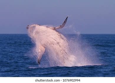 Humpback Whale Breaching Australia Stock Photo (Edit Now) 1076902994