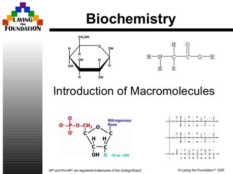 4 Types Of Biomolecules