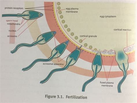 MCAT KAPLAN Chapter 3 Embryogenesis And Development Flashcards Quizlet