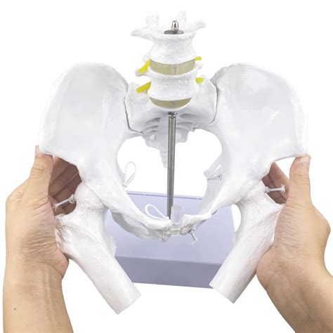 Flexible Female Pelvis Model With Movable Femur Heads And Joints Life Size Female Pelvis With