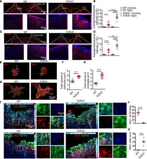 Frontiers T Cells Recruitment And Local Proliferation In Brain