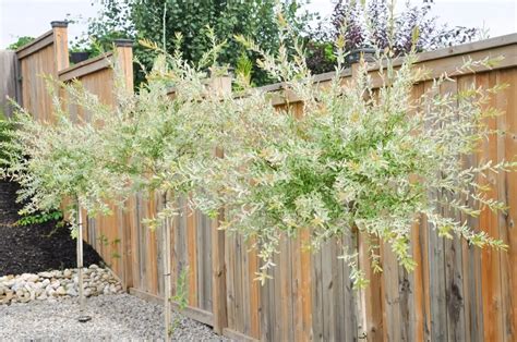 6 Reasons To Plant A Dappled Willow And How To Care For It My Lovely Oasis