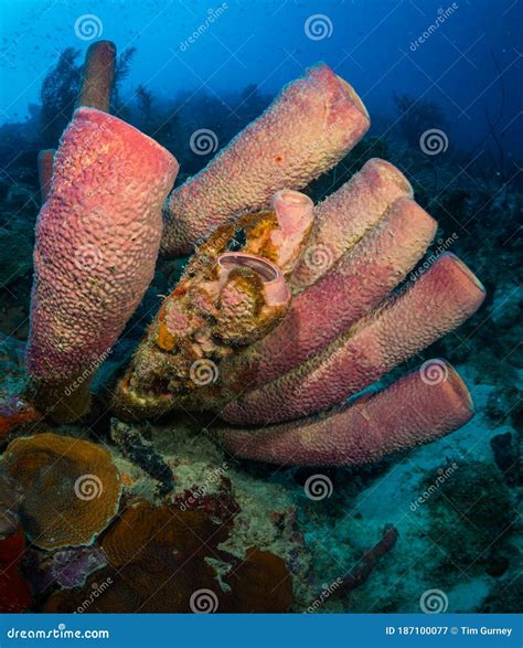 Exploring The Coral Reefs Of Bonaire In The Dutch Caribbean Stock Image