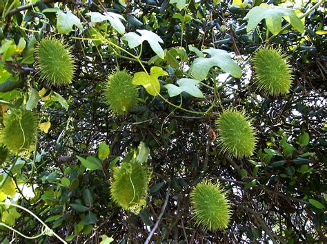 Wild Cucumber Nature Collective