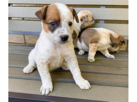 6 Gorgeous Red Heeler Puppies for Sale Tempe - Puppies for Sale Near Me