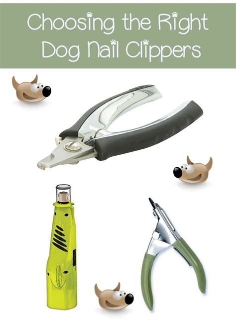 How To Choose The Right Dog Nail Clipper - DogVills