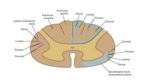 Sensory System Vision Auditory And Vestibular System Flashcards