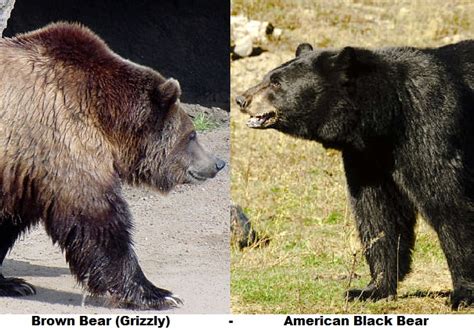 Bear Facts - Animal Facts Encyclopedia