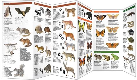 Portland Wildlife Pocket Naturalist Guide