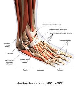 Foot Anatomy Stock Photos Images Shutterstock