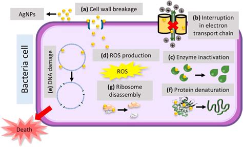 Antibacterial Mechanism Of Agnps On Bacteria Interaction Of Agnps With