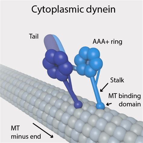 What Is The Difference Between Cytoplasmic And Axonemal Dynein