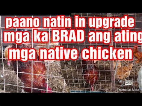 Paano Natin Mga Ka BRAD In Upgrade Ang Ating Mga Native Chicken