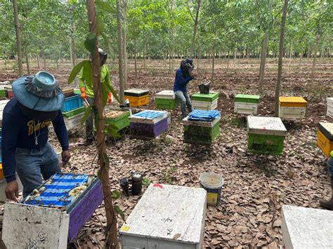 Global Sourcing of High Quality Honey | Pure Sweet Honey