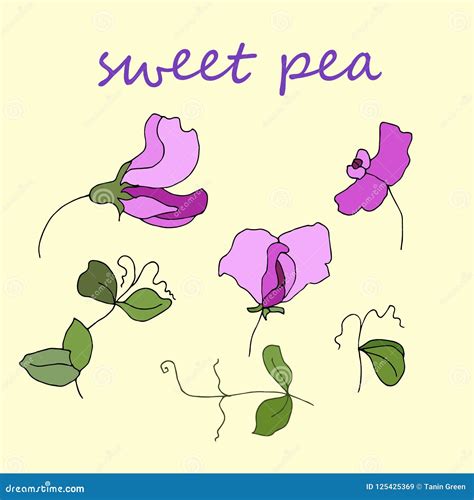 Garden Flora Sweet Pea Blossom And Leaves Isolated Vector Stock Vector