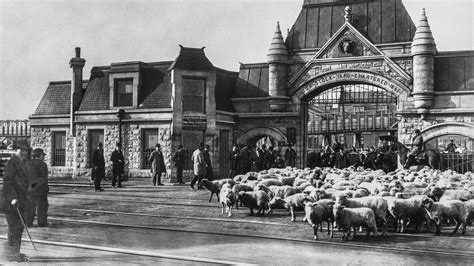 The Union Stockyards: “A Story of American Capitalism” | WTTW Chicago