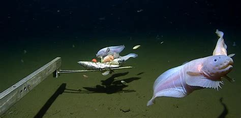 Monsters Or Masters Of The Deep Sea Why The Deepest Of Deep Sea Fish