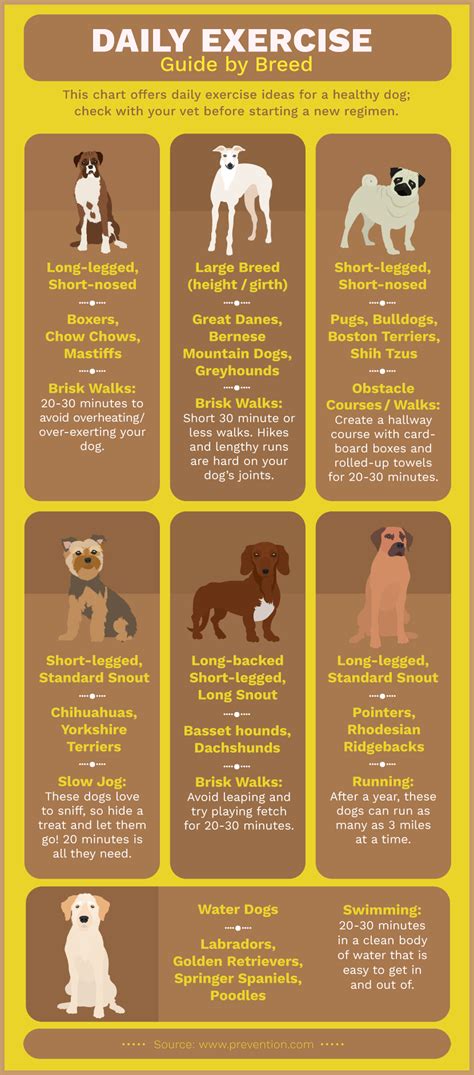 How To Keep Dog Healthy Birthdaypost10