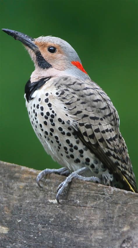 Picture Of A Northern Flicker Woodpecker About Wild Animals