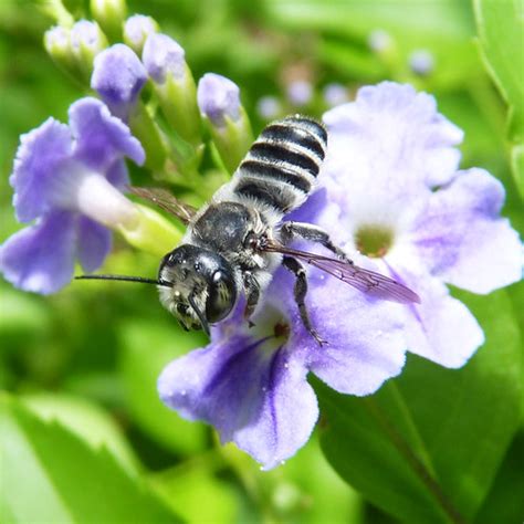 A Zebra Bee Megachile Leaf Cutting Bee Or Is It A Co Flickr