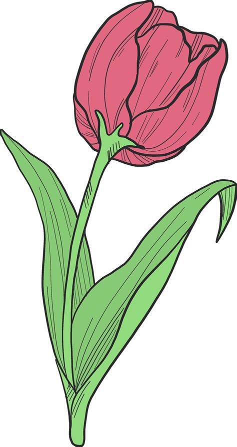 Flor De Tulip N Rojo Png Fotos Png Mart