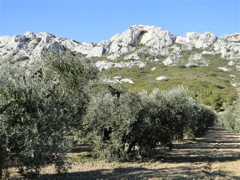 Huile D Olive Et Histoire Des Baux De Provence Provencalbox