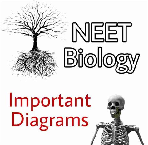 [pdf] Important Biology Diagrams For Neet And Cbse Pdf Download From All Chapters Ncert Class