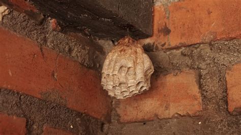 A Guide On How To Get Rid Of Wasp Nests Safely