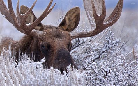 Moose In Snow Wallpaper