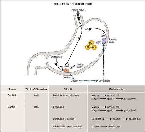 What Cells Secrete Gastrin