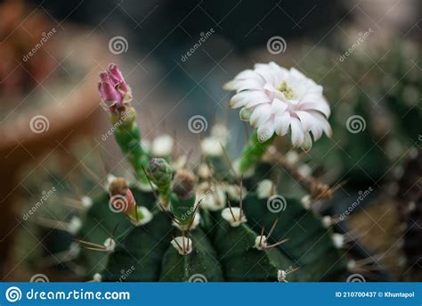 Gymnocalycium Sp Cactus And And Flower In Pot Stock Image Image Of