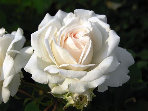 Роза Космос Фото И Описание – Telegraph