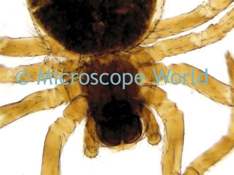 Spider captured under a stereo microscope. http://www.microscopeworld.com/c-429-stereo ...