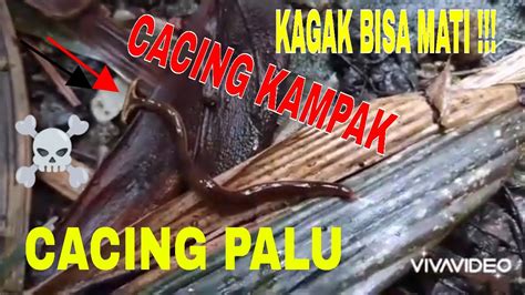 Cacing Hammerhead Cacing Kepala Palu Bahaya Gak Bisa Mati Youtube