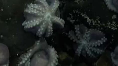 Scientists discover never-before-seen deep sea octopus nursery | World ...