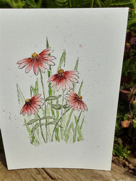 Original Echinacea Watercolour Painting Folksy