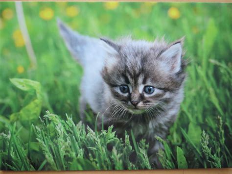 Kitten In The Grass